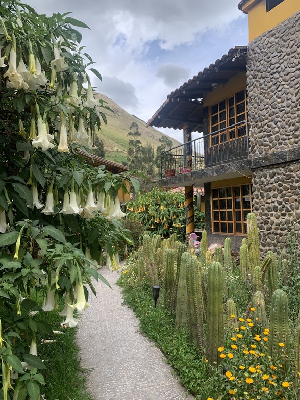 Pathway lined with cacti and flowers leading to a Huachuma retreat center in Peru, symbolizing sacred plant medicine work and the potential for healing psychedelic trauma in supportive settings.